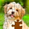 Jigsaw Puzzles: Photo Puzzles (AppStore Link) 