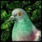 Pigeon: A Love Story (AppStore Link) 