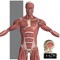 Visual Anatomy (AppStore Link) 