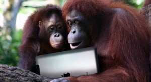 Az orángutánok iPadet használnak egy állatkertben
